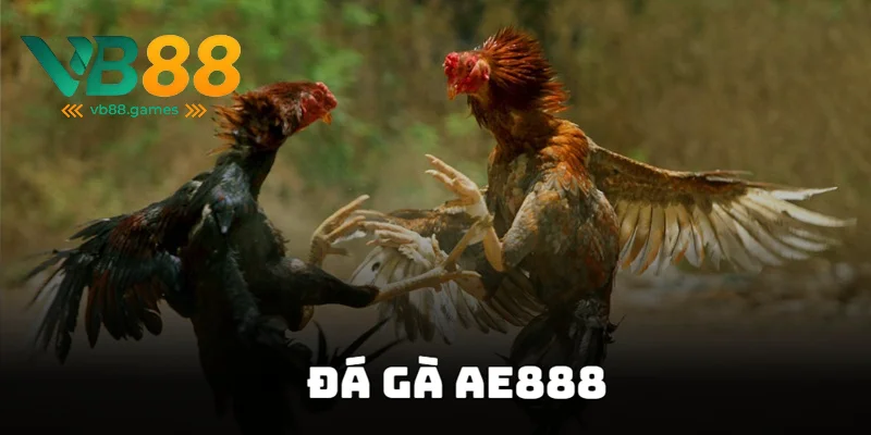 Đá Gà AE888 - Lựa Chọn Tuyệt Vời Để Cá Cược 2025 2 Khám phá đá gà AE888 hấp dẫn kịch tính