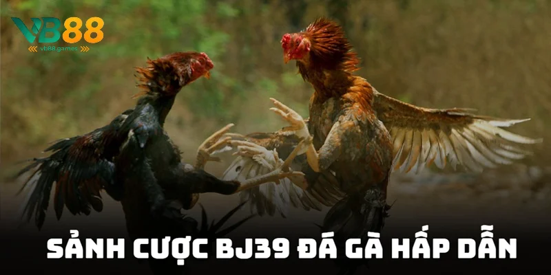 BJ39 Đá Gà - Trải Nghiệm Sảnh Game Cá Cược Kịch Tính 2 Khám phá sảnh cược BJ39 đá gà hấp dẫn