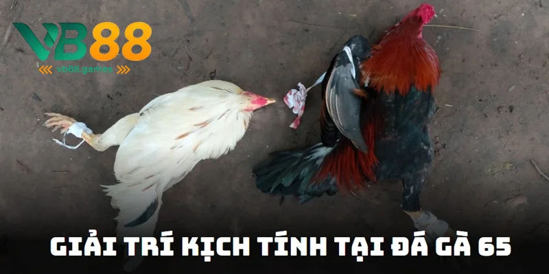 Đá Gà 65 - Địa Chỉ Cá Cược Đủ Thể Loại Kèo Hấp Dẫn 2025 2 Tận hưởng giải trí kịch tính tại đá gà 65