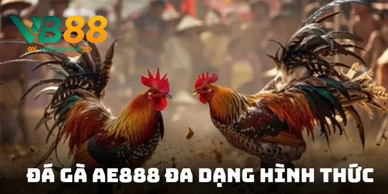 Đá Gà AE888 - Lựa Chọn Tuyệt Vời Để Cá Cược 2025 4 Tận hưởng trận chọi đa dạng hình thức
