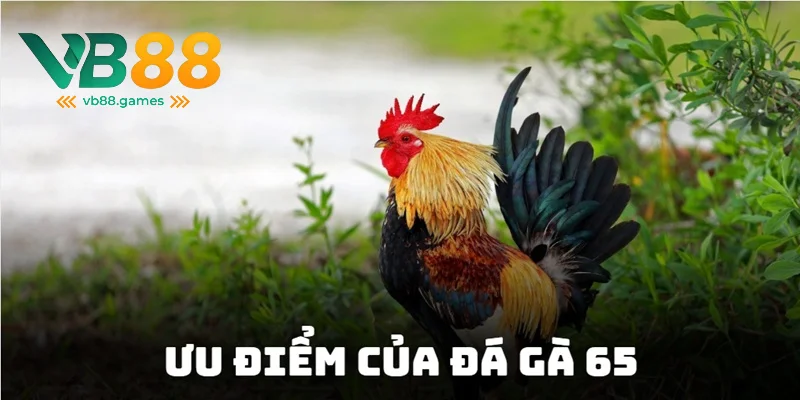 Đá Gà 65 - Địa Chỉ Cá Cược Đủ Thể Loại Kèo Hấp Dẫn 2025 3 Trải nghiệm các trận đấu trực tiếp kịch tính